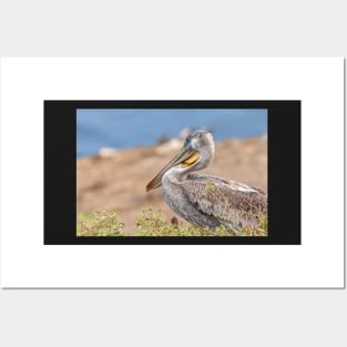 Brown Pelican Posters and Art